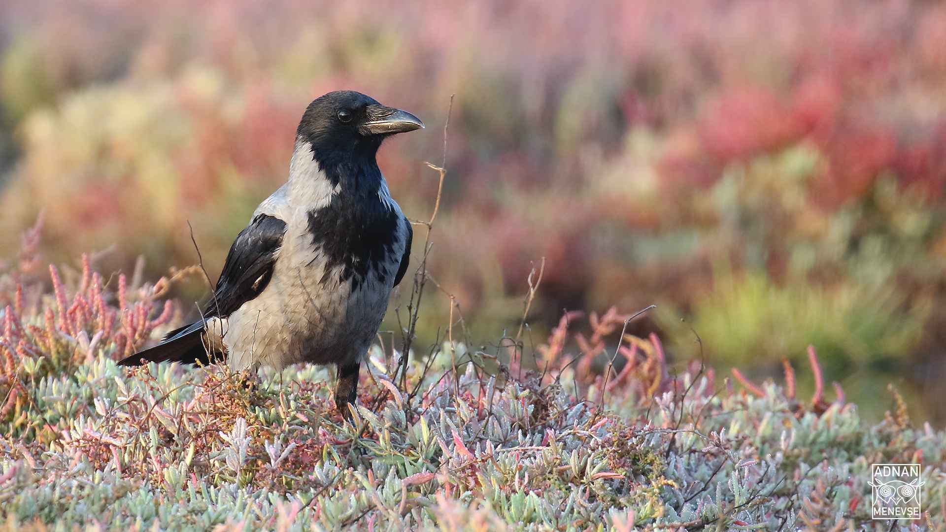 Hooded Crow
